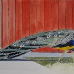 Peacock. 12x24, Oil on Canvas, 2015. Available.